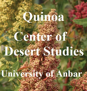 Flower Clusters of Quinoa in 2020 season